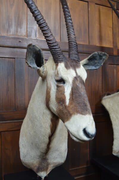 Pair Of Taxidermy Gemsbok On Stands SAI3371 - Image 11