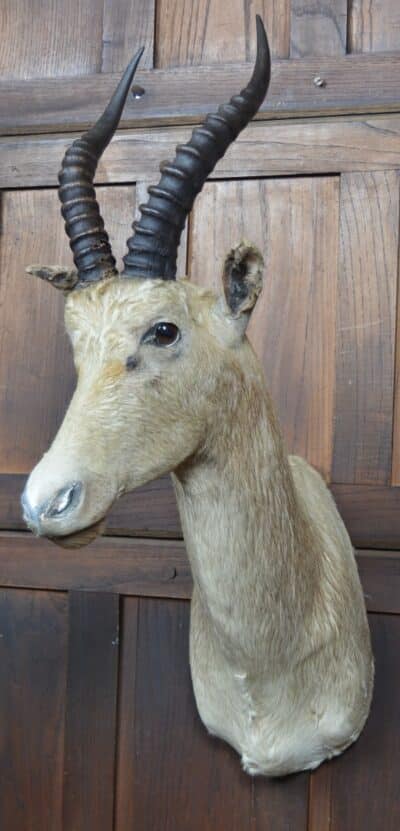 Taxidermy White Blesbok SAI3358 - Image 3
