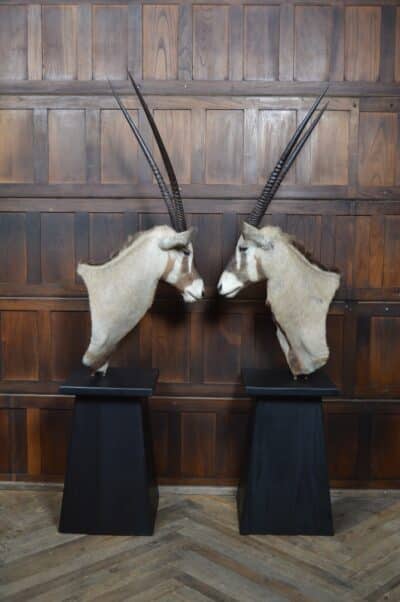 Pair Of Taxidermy Gemsbok On Stands SAI3371 - Image 12