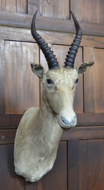 Taxidermy White Blesbok SAI3358