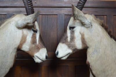 Pair Of Taxidermy Gemsbok On Stands SAI3371 - Image 13