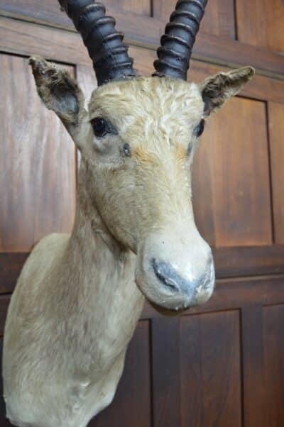 Taxidermy White Blesbok SAI3358 - Image 5