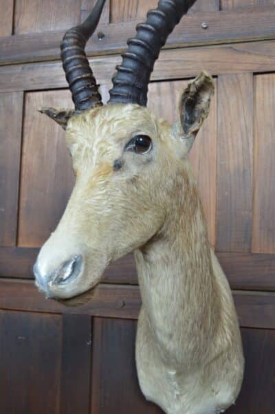 Taxidermy White Blesbok SAI3358 - Image 6