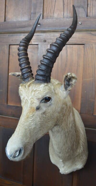 Taxidermy White Blesbok SAI3358 - Image 7