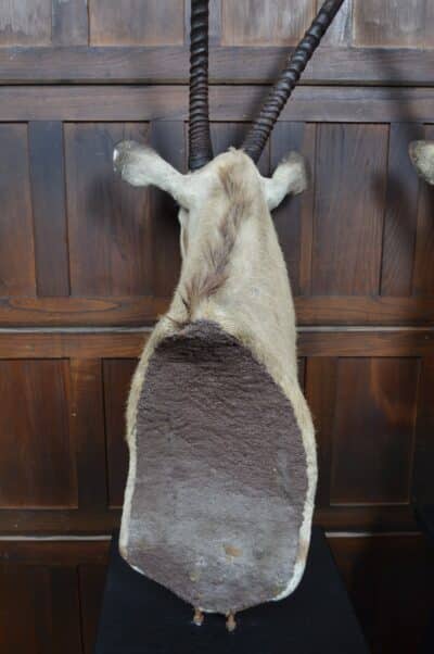 Pair Of Taxidermy Gemsbok On Stands SAI3371 - Image 16