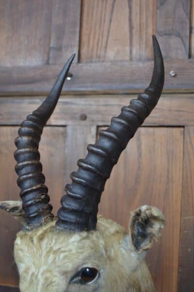 Taxidermy White Blesbok SAI3358 - Image 8
