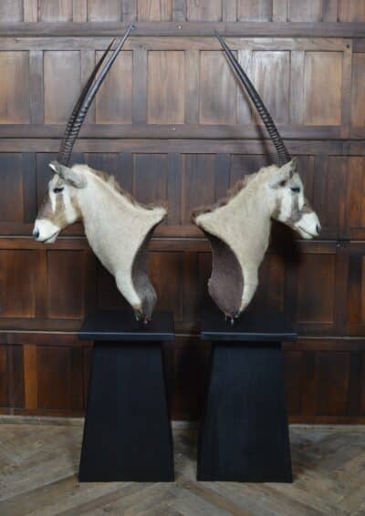 Pair Of Taxidermy Gemsbok On Stands SAI3371 - Image 17