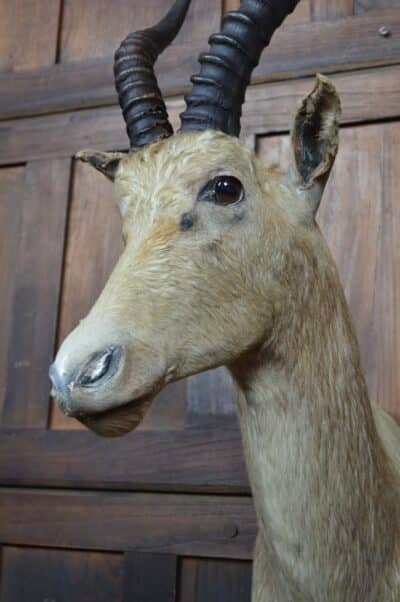Taxidermy White Blesbok SAI3358 - Image 9