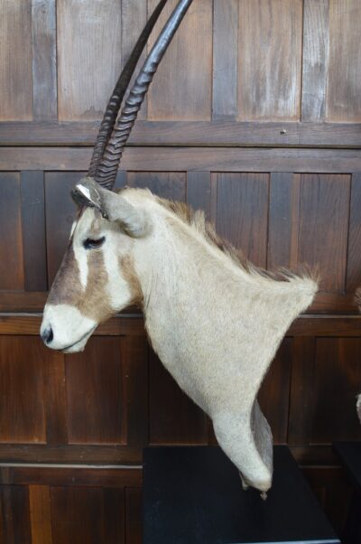 Pair Of Taxidermy Gemsbok On Stands SAI3371 - Image 19