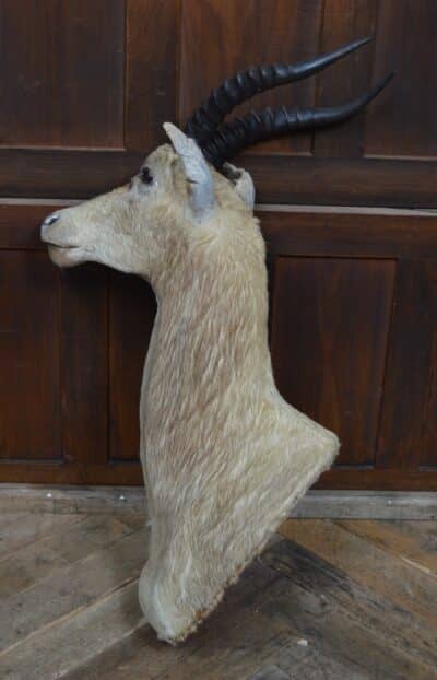 Taxidermy White Blesbok SAI3358 - Image 11