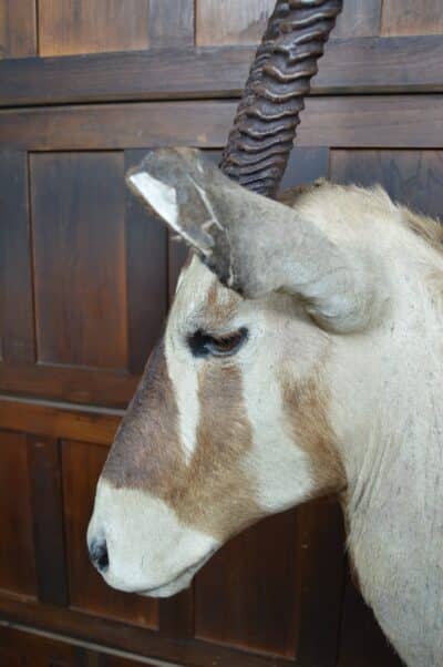 Pair Of Taxidermy Gemsbok On Stands SAI3371 - Image 20