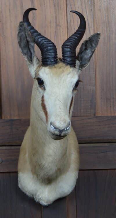 Taxidermy Springbok SAI3359