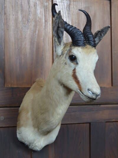 Taxidermy Springbok SAI3359 - Image 3