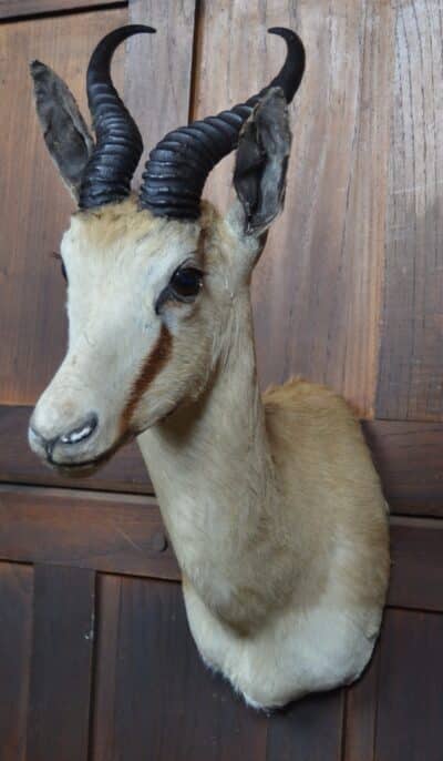 Taxidermy Springbok SAI3359 - Image 4