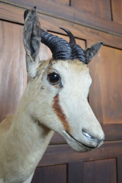 Taxidermy Springbok SAI3359 - Image 6