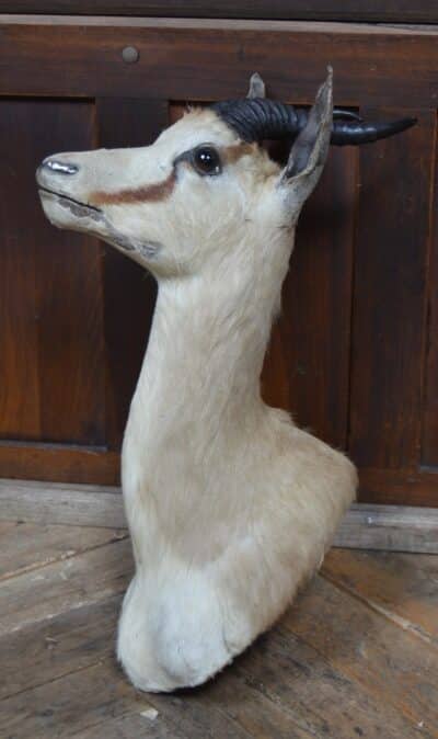 Taxidermy Springbok SAI3359 - Image 7