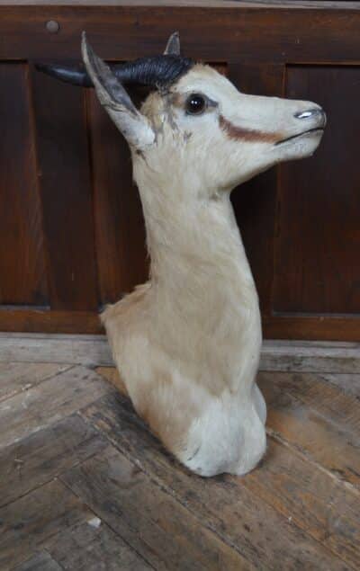 Taxidermy Springbok SAI3359 - Image 8