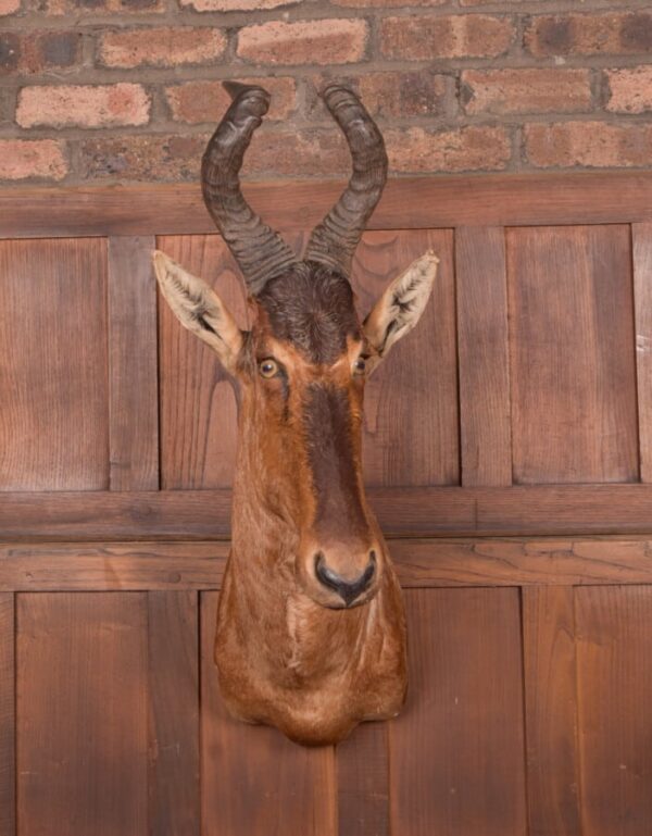 African Red Hartebeest SAI2777 Miscellaneous 3