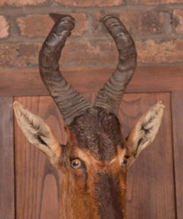 African Red Hartebeest SAI2777 - Image 8