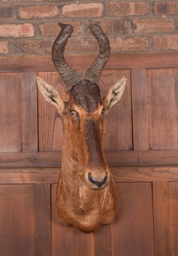 African Red Hartebeest SAI2777 - Image 17