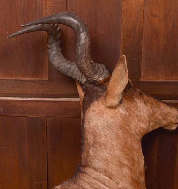 African Red Hartebeest SAI2777 - Image 14