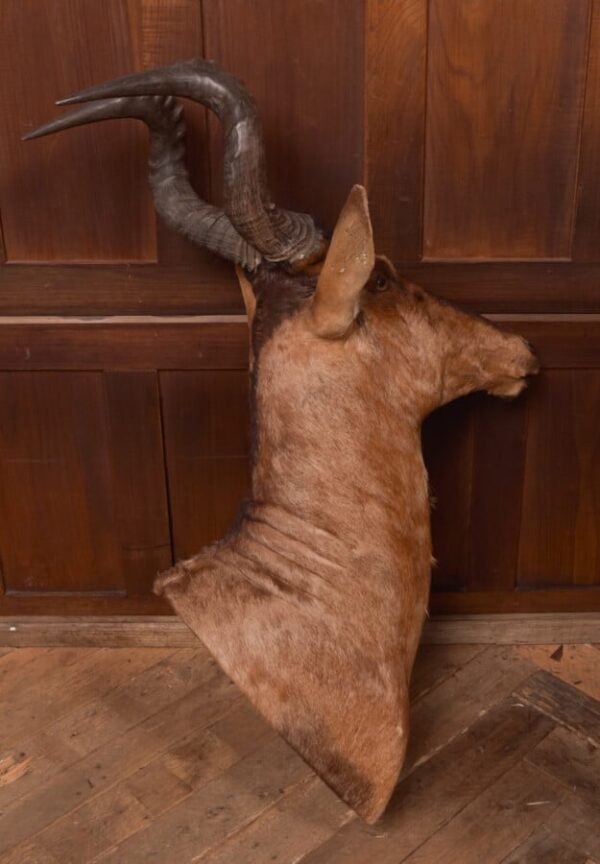 African Red Hartebeest SAI2777 - Image 11