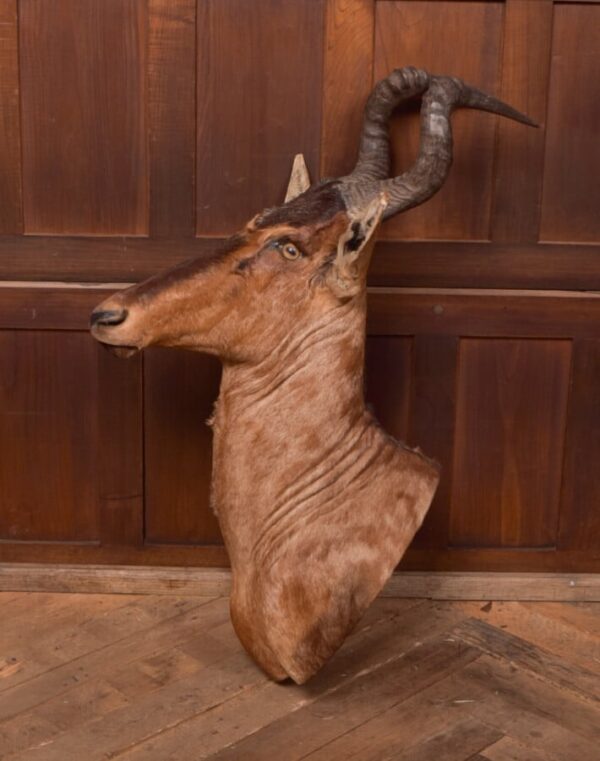 African Red Hartebeest SAI2777 - Image 10