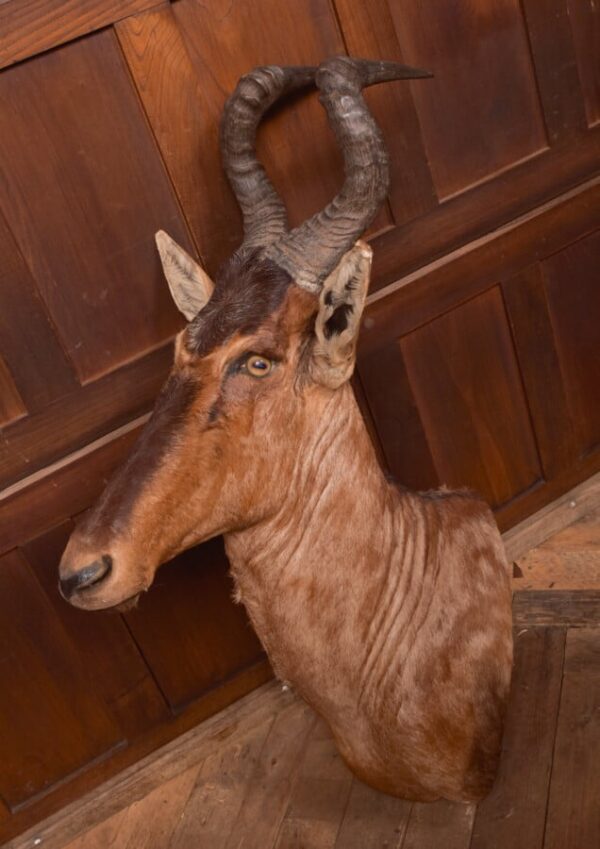 African Red Hartebeest SAI2777 - Image 9