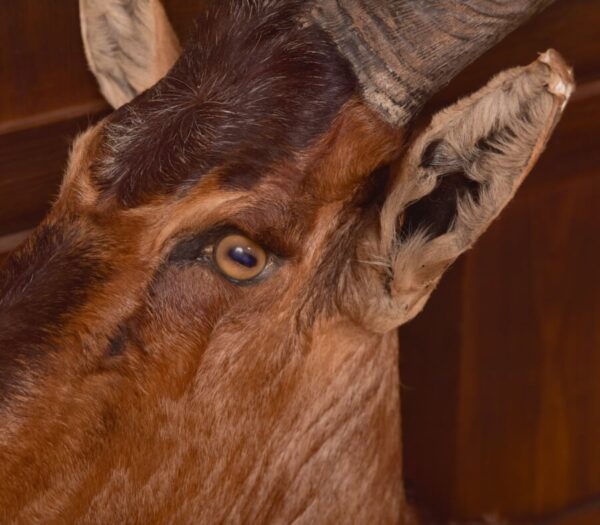 African Red Hartebeest SAI2777 - Image 6