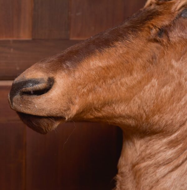 African Red Hartebeest SAI2777 - Image 5