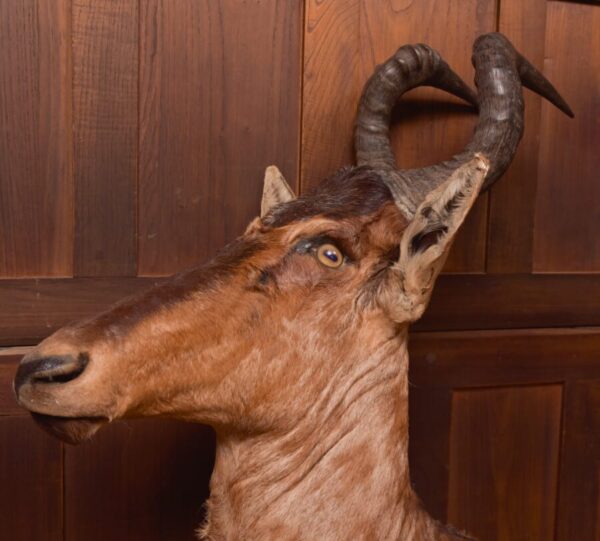 African Red Hartebeest SAI2777 - Image 2