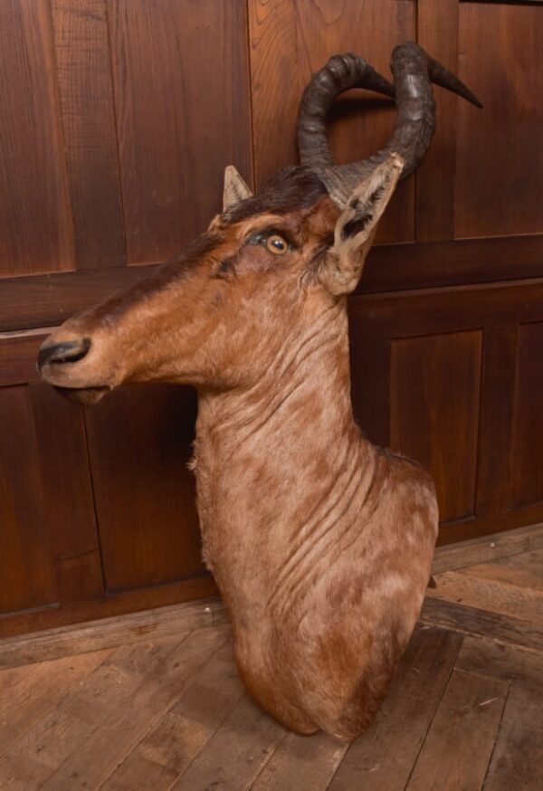 African Red Hartebeest SAI2777 - Image 16