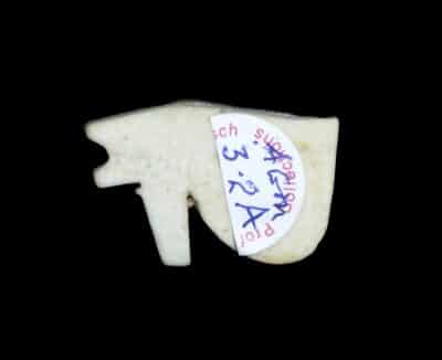 Egyptian Two colour faience Eye of Horus amulet - Image 2