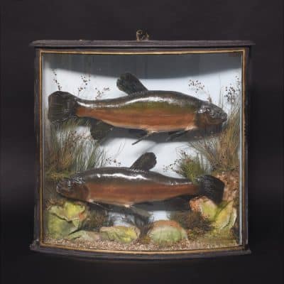 Edwardian Bowfront Glazed Case of Two Large Taxidermy Trout within an Ebonized and Gilt Decorated Frame
