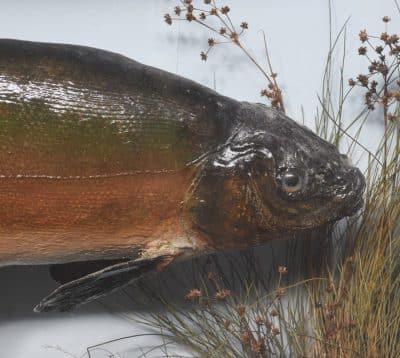 Edwardian Bowfront Glazed Case of Two Large Taxidermy Trout within an Ebonized and Gilt Decorated Frame - Image 2