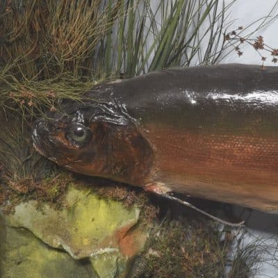 Edwardian Bowfront Glazed Case of Two Large Taxidermy Trout within an Ebonized and Gilt Decorated Frame - Image 3