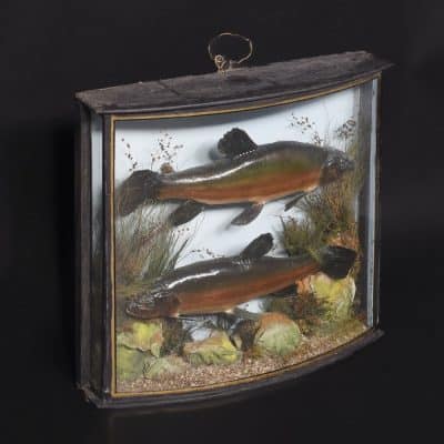 Edwardian Bowfront Glazed Case of Two Large Taxidermy Trout within an Ebonized and Gilt Decorated Frame - Image 4