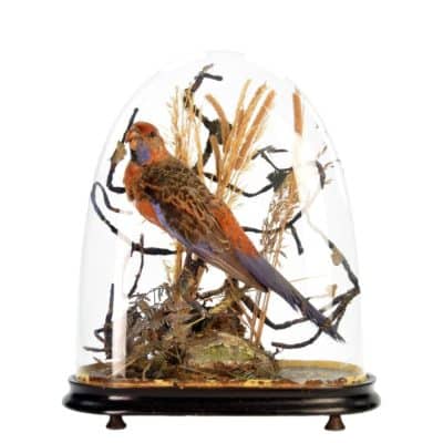 19th Century Victorian ROSELLA Parrot, Under a Glass Dome - Image 6