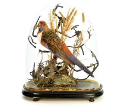 19th Century Victorian ROSELLA Parrot, Under a Glass Dome