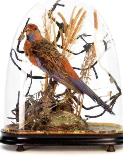 19th Century Victorian ROSELLA Parrot, Under a Glass Dome - Image 3