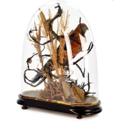 19th Century Victorian ROSELLA Parrot, Under a Glass Dome - Image 7