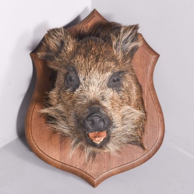 Taxidermy Mounted Boar’s Head on Oak Shield