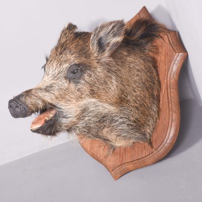 Taxidermy Mounted Boar’s Head on Oak Shield - Image 2