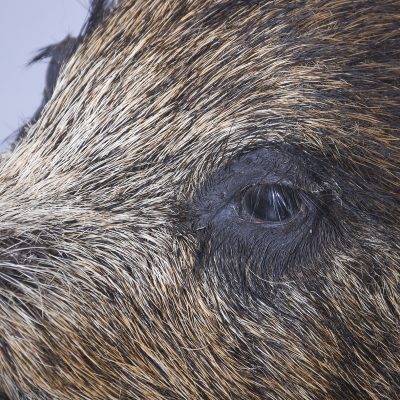 Taxidermy Mounted Boar’s Head on Oak Shield - Image 3