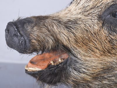 Taxidermy Mounted Boar’s Head on Oak Shield - Image 4