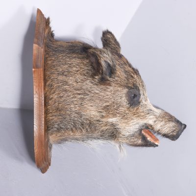Taxidermy Mounted Boar’s Head on Oak Shield - Image 5