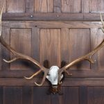 Black Forest Mounted Stag Skull With 11 Point Antlers SAI3664 stag Miscellaneous