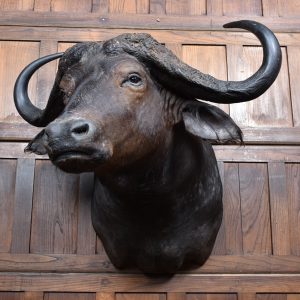 Taxidermy African Buffalo SAI3792