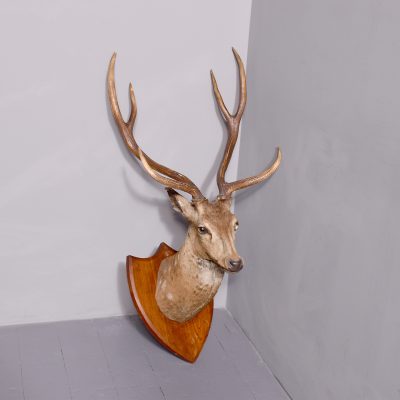 Mounted Indian Axis Deer Head