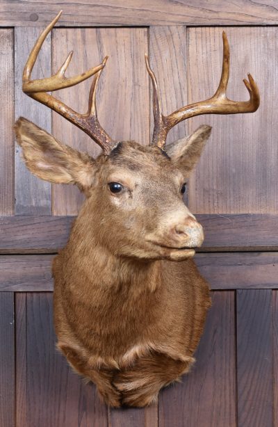 Taxidermy Scottish Red Deer Stag Head  SAI3842